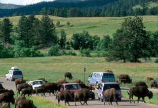 Custer State Park