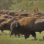 Buffalo Roundup