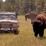 Vehicle surrounded by Buffalo